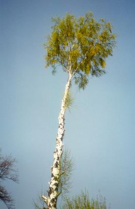 Iuciema garais brzs