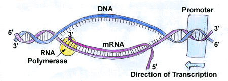 Transkripcijas process